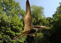 Pteranodon sp.
