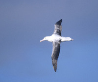 (Southern) Royal Albatross (Diomedea epomophora epomophora) photo