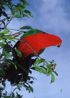 Australian King-Parrot - Alisterus scapularis