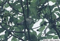 Woodpecker Finch - Camarhynchus pallidus