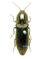 미기록 방아벌레 - Actenicerus orientalis