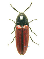 진홍색방아벌레 - Ampedus puniceus