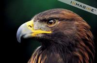 Golden Eagle (Aquilla chrysaetus) photo