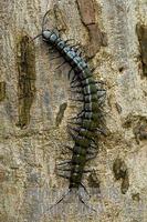 centipede on tree trunk stock photo