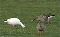 Snow Goose Anser caerulescens