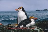 ...FT0136-00: Pair of Royal Penguins, Eudyptes Schlegeli, at their nest.Macquarie Island. Sub Antar