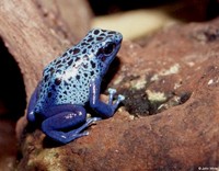 : Dendrobates tinctorius; Dyeing Poison Frog