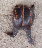 : Rhinophrynus dorsalis; Burrowing Toad