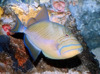: Balistes vetula; Queen Triggerfish