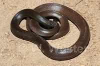 : Atractaspis microlepidota; Stiletto Snake