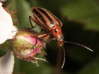 : Lema daturaphila; Three-lined Potato Beetle
