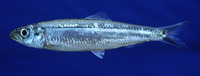 Limnothrissa miodon, Lake Tanganyika sardine: fisheries, bait