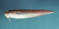 Ophidion holbrookii, Band cusk-eel: fisheries
