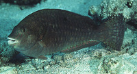 Calotomus viridescens, Viridescent parrotfish: fisheries, aquarium