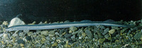 Geotria australis, Pouched lamprey:
