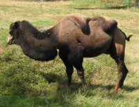 Camelus bactrianus - Bactrian Camel