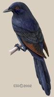 Image of: Onychognathus morio (red-winged starling)