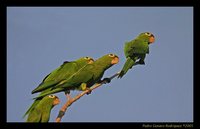 Hispaniolan Parakeet - Aratinga chloroptera