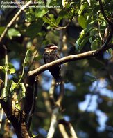 Dusky Broadbill - Corydon sumatranus