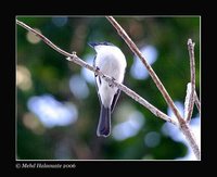 Moluccan Flycatcher - Myiagra galeata