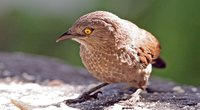 Brown Babbler - Turdoides plebejus