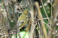 Andean Siskin (female) - Carduelis spinescens