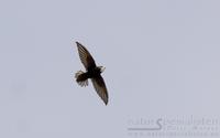 sm�seiler / little swift (Apus affinis)