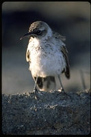 : Nesomimus parvulus bauri; Galapagos Mockingbird