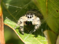: Phidippus otiosus; Jumping Spider