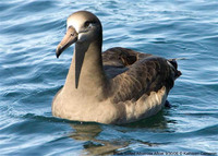 Black-footed Albatross. 30 September 2006. Photo by Kathleen Cameron