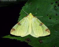 Opisthograptis luteolata - Brimstone Moth