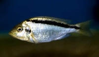 Mylochromis melanonotus, Haplochromis yellow black line: aquarium