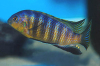 Pseudotropheus tropheops tropheops, : aquarium