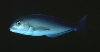 Caulolatilus princeps, Ocean whitefish: fisheries, gamefish
