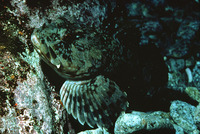 Scorpaenichthys marmoratus, Cabezon: fisheries, gamefish, aquarium