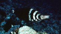 Scarus caudofasciatus, Redbarred parrotfish: fisheries