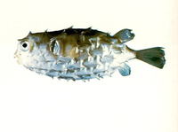 Cyclichthys hardenbergi, Hardenburg's burrfish: