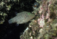 Canthigaster punctatissima, Spotted sharpnosed puffer: