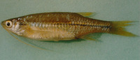 Esomus metallicus, : fisheries
