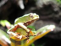 Giant monkey tree frog (Phyllomedusa bicolor) - Peru exibit