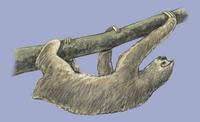 Image of: Bradypus pygmaeus (pygmy three-toed sloth)