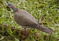 Streptopelia chinensis - Spotted Dove