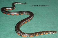 Image of: Liophis breviceps