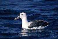 Shy Albatross (Thalassarche cauta) photo