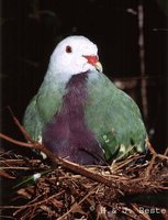 Wompoo Fruit-Dove - Ptilinopus magnificus