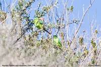 Mountain Parakeet - Psilopsiagon aurifrons