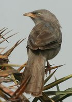 Jungle Babbler - Turdoides striatus