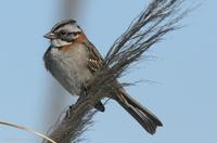 *NEW* Rufous-collared Sparrow