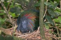 Nicobar Pigeon with 2-day old chick