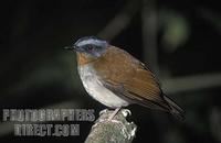 Red throated Alethe , Alethe poliophrys , Nyungwe forest National Park , Rwanda stock photo